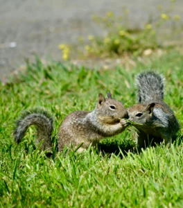 How to Keep Squirrels Away 2 How to Keep Squirrels Away