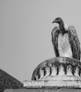 How to Keep Squirrels Away 4 How to Keep Squirrels Away, A Statue of a Vulture to Scare Squirrel Away