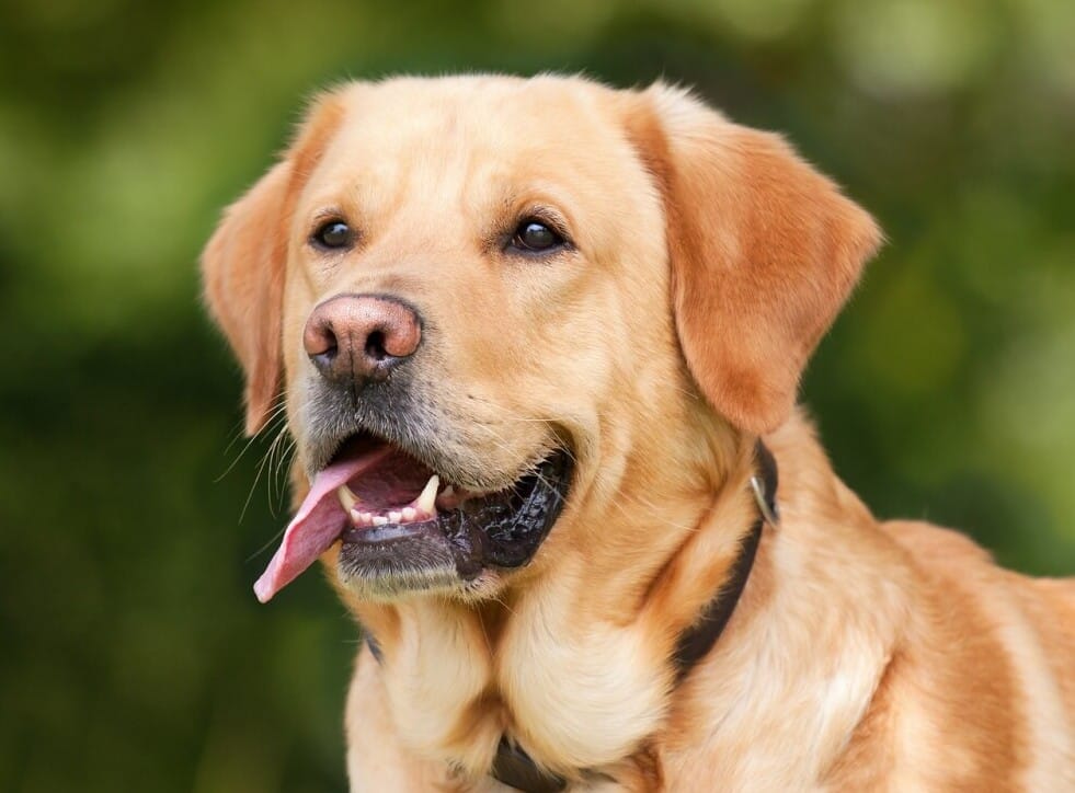 How to Clean Dog Teeth without Brushing 2 How to Clean Dog Teeth without Brushing